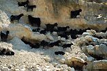 Goats along the rocky sides.